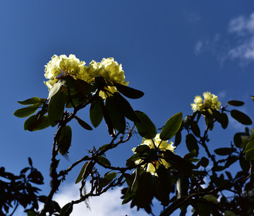 杜鹃花 索玛花