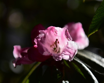 杜鹃花 索玛花