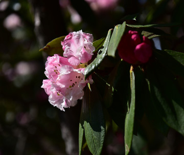 杜鹃花 索玛花
