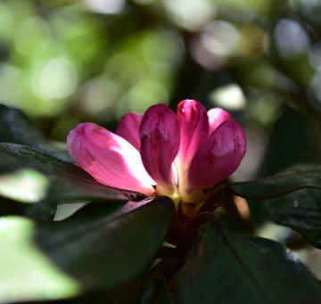 杜鹃花 索玛花