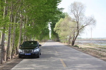 公路 道路 林荫 春天 树 林