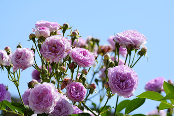 紫色蔷薇花