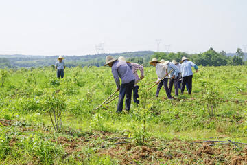 田间劳作