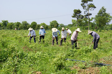 田间劳作