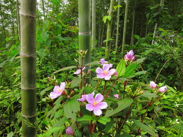 竹林鲜花