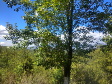 高原树木风景