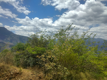 高原树木风景