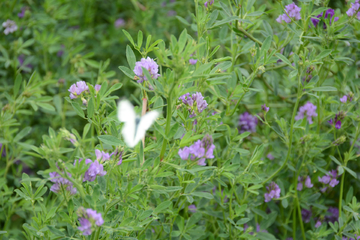 紫花苜蓿草