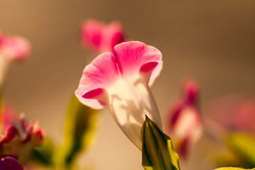 牵牛花特写