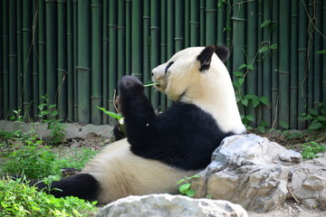 吃竹子大熊猫
