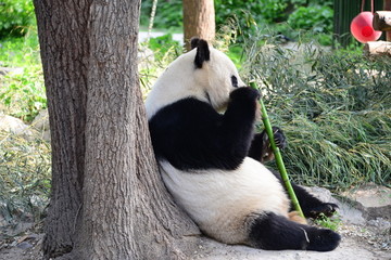 靠树吃竹子的大熊猫