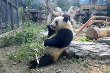 靠在石头上吃竹子的大熊猫