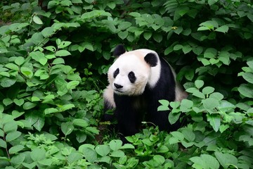 绿叶里的大熊猫