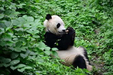 靠在斜坡上吃竹笋的大熊猫
