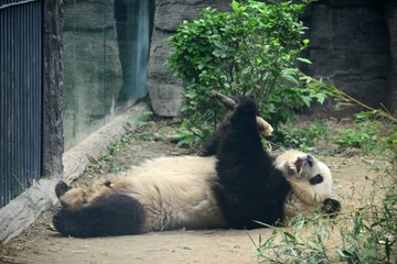 躺地上吃竹笋的大熊猫