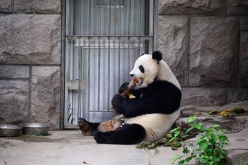 坐地上吃竹笋的大熊猫
