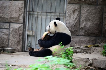 门前吃竹笋的大熊猫