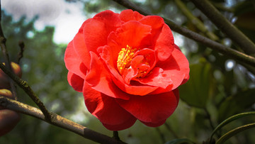 生态园花卉