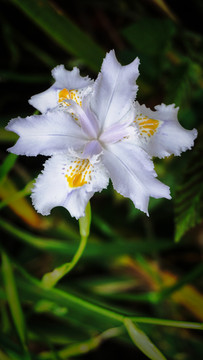 生态园花卉