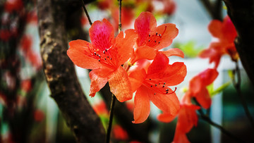 生态园花卉