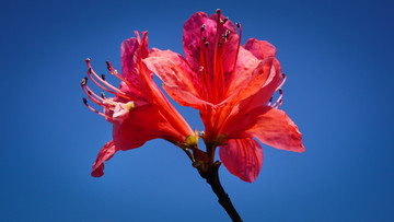 生态园杜鹃花