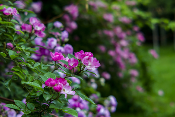 蔷薇花