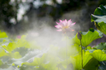 唯美意境荷花