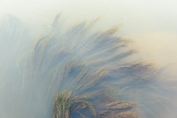 水草