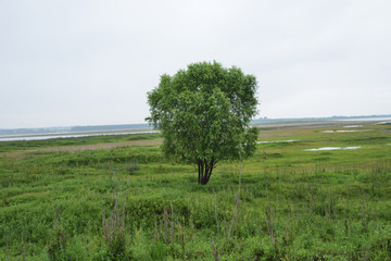 长江风光 草地 草坪 草原旅游