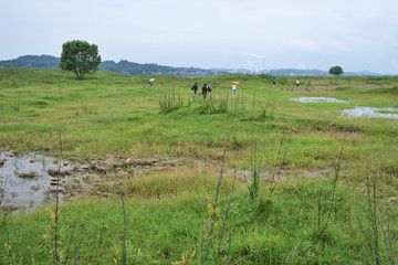 长江风光 草地 草坪 草原旅游