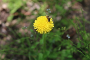 蜜蜂