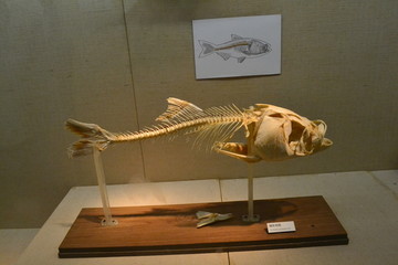 鳙鱼骨骼