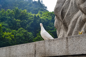 鸽子