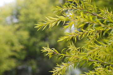 黄金柳