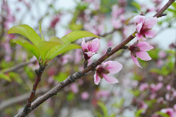 桃花