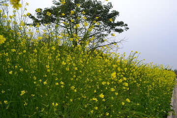 欧洲油菜