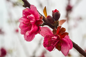 桃花