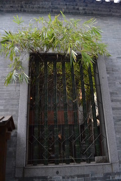 竹林窗口