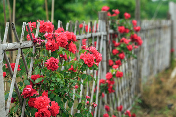篱笆与花