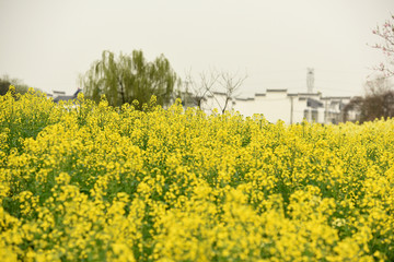 油菜花