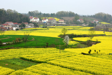 油菜花