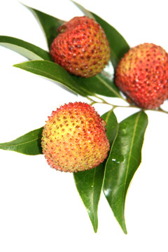 荔枝