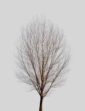 冬天的一棵小树