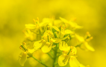 油菜花特写