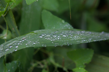 水珠 露珠 雨珠  水珠特写