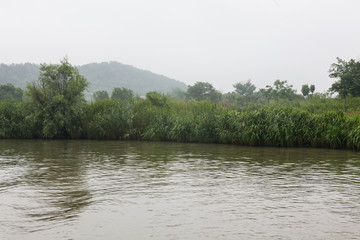 湿地 江南湿地 江南水乡 绿色