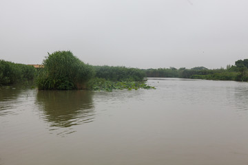 湿地 江南湿地 江南水乡 绿色