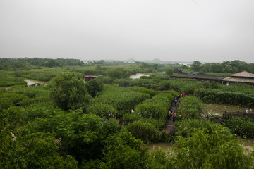 湿地 江南湿地 江南水乡 绿色