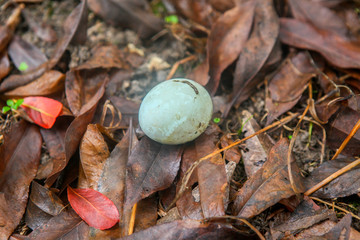 朱鹮蛋 鸟蛋 蛋 鸟类的蛋