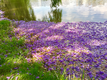 花瓣池塘